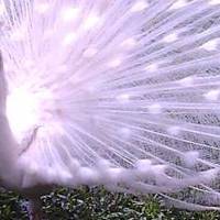 bali bird park singapadu bali attractions tour service tour activities in singapadu bali