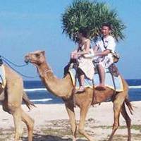 bali camel safari nusa dua bali attractions tour service tour activities in nusa-dua bali