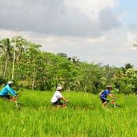 bali cycling tour kintamani bali attractions tour service tour activities in kintamani bali