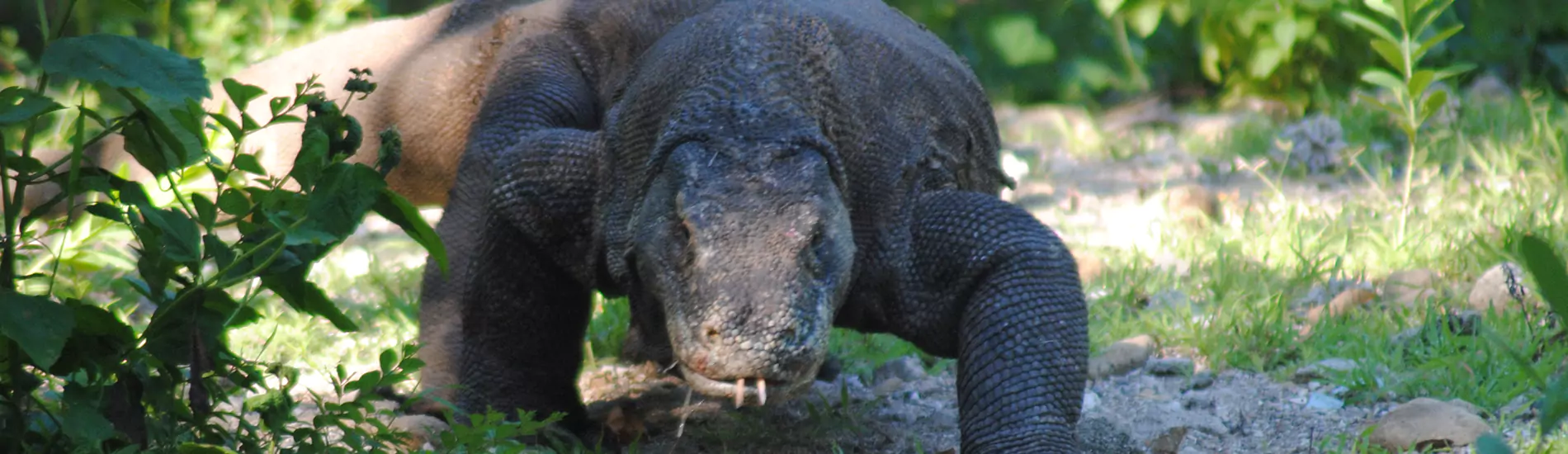 Flores Cultures, beautiful underwater life, amazing wild predators of dragon