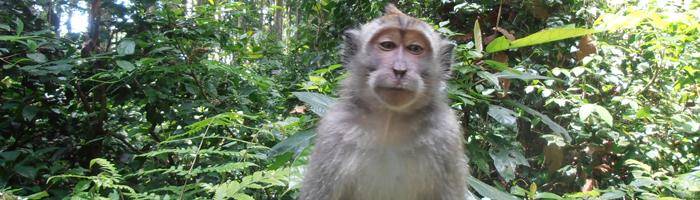 half day tour package, ubud monkey forest with bali epica tour service
