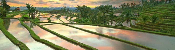 attraction jatiluwih rice terrace in tabanan with epica bali tour service attraction jatiluwih rice terrace in tabanan with epica bali tour service