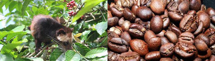 attraction luwak coffee in gianyar with epica bali tour service attraction luwak coffee in gianyar with epica bali tour service