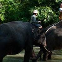 Elephant Expedition in Singapadu Bali Elephant Expedition in Singapadu Bali