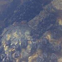 Gua Lawah Or Bat Cave in Klungkung Bali