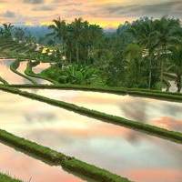 jatiluwih rice terrace tabanan bali attractions tour service tour package in Bali jatiluwih rice terrace tabanan bali attractions tour service tour package in Bali
