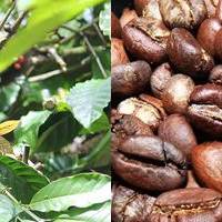 Luwak Coffee in Gianyar Bali