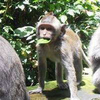 Monkey Forest in Ubud Bali