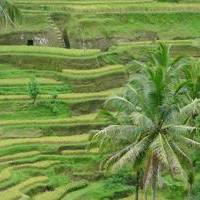 tegallalang rice terrace ubud bali attractions tour service tour package in Bali
