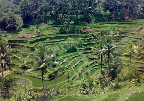 popular tour service place in ubud bali with epica bali tour