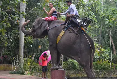 bali epica tour service elephant riding expedition attractions