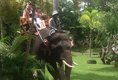 epica tour service attraction elephant expedition singapadu bali