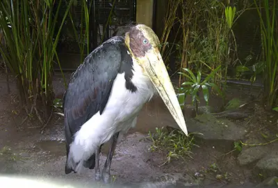 Bali Bird Park half day bali tour service