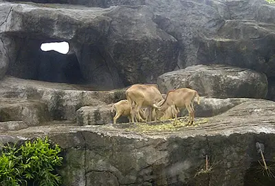 Bali Safari and Marine Park Tour service