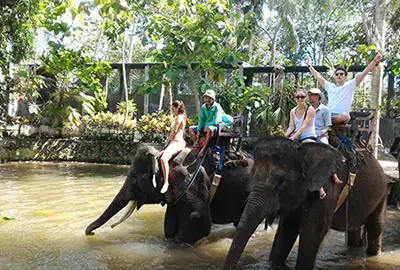 elephant riding on the river n bali tour service