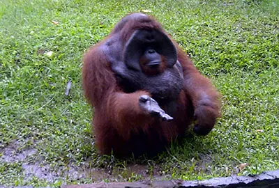 epica Bali Bird Park Tour Package