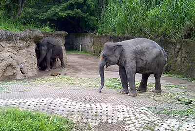 epica tour service full day tour in bali safari marine park