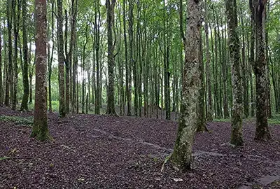 full day tour package botanical garden bedugul bali full day tour package botanical garden bedugul bali