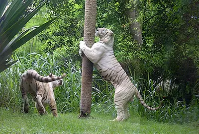 full day tour zoo park in bali safari marine park 