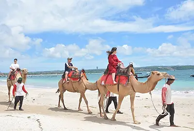 half day riding camel in bali tours activity half day riding camel in bali tours activity