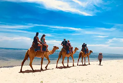 riding camel activity package  with epica bali tour service riding camel activity package  with epica bali tour service