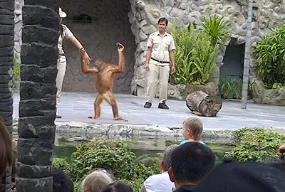 Zoo Park Bali Safari Marine Park tour package