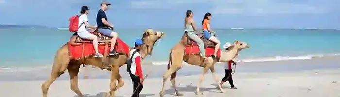 riding camel in bali tours activity package in half day tour with epica bali tour service  riding camel in bali tours activity package in half day tour with epica bali tour service