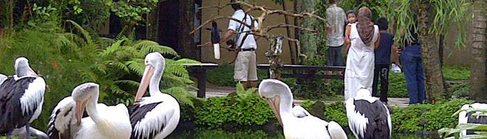 package half day tour bali bird park  bali tour