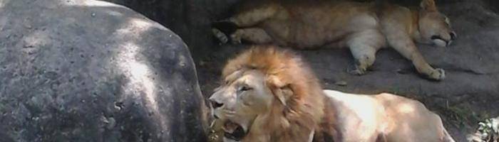 package half day tour bali zoo park  bali tour package half day tour bali zoo park  bali tour