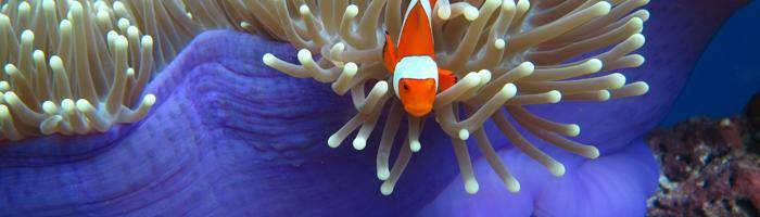 package fun and adventure tour diving  bali tour package fun and adventure tour diving  bali tour