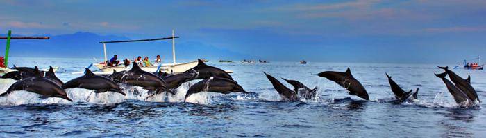 package full day tour watching dolphin lovina beach bali tour