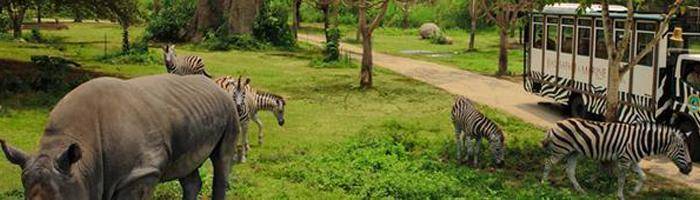 package full day tour zoo park bali safari marine park  bali tour